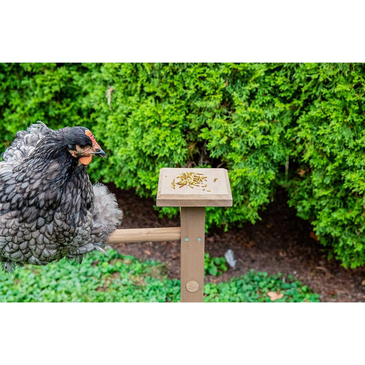 Double Roosting Perch R4274