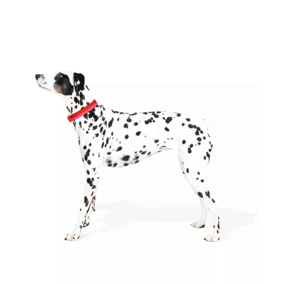 Red Pink Colorblock Dog Collar H7128