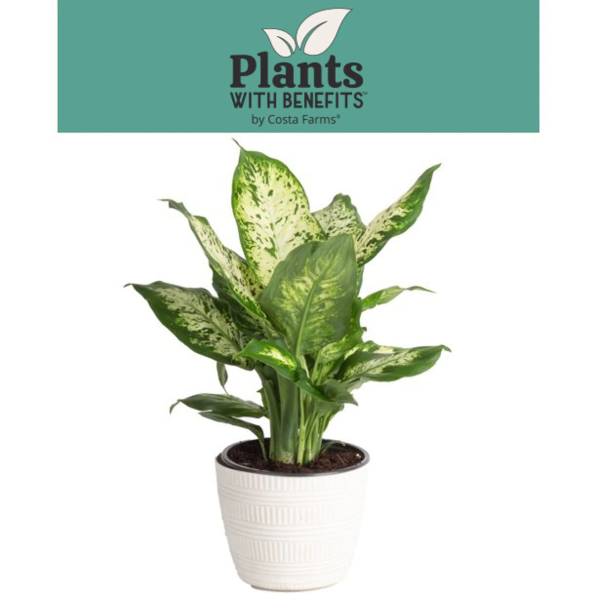Live Indoor Dieffenbachia in 6in. Décor Pot N830026