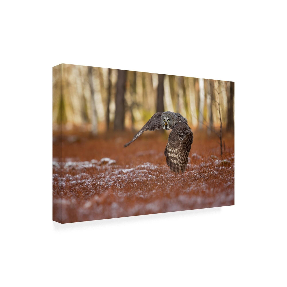 Canvas Art 22x32 L2792