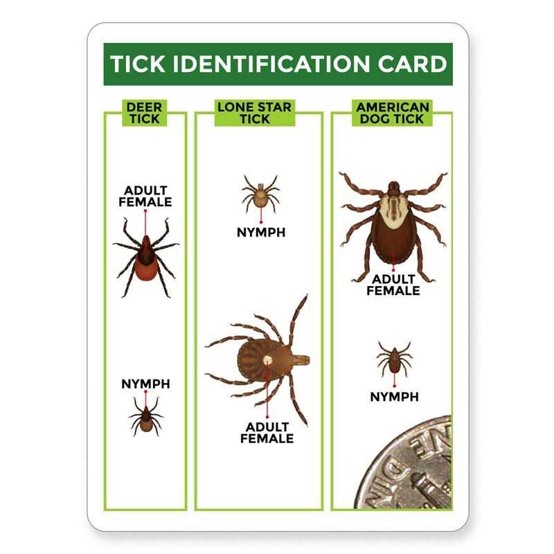 Tick Remover 3 Pack with Identification Card L6706