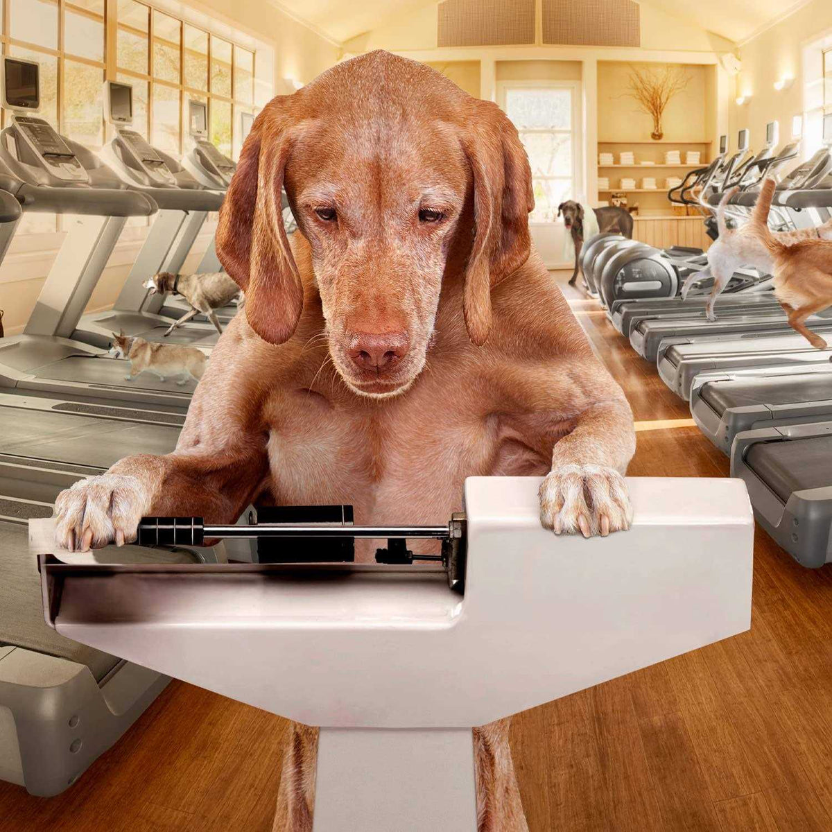 Dog Food Weight Management H90730