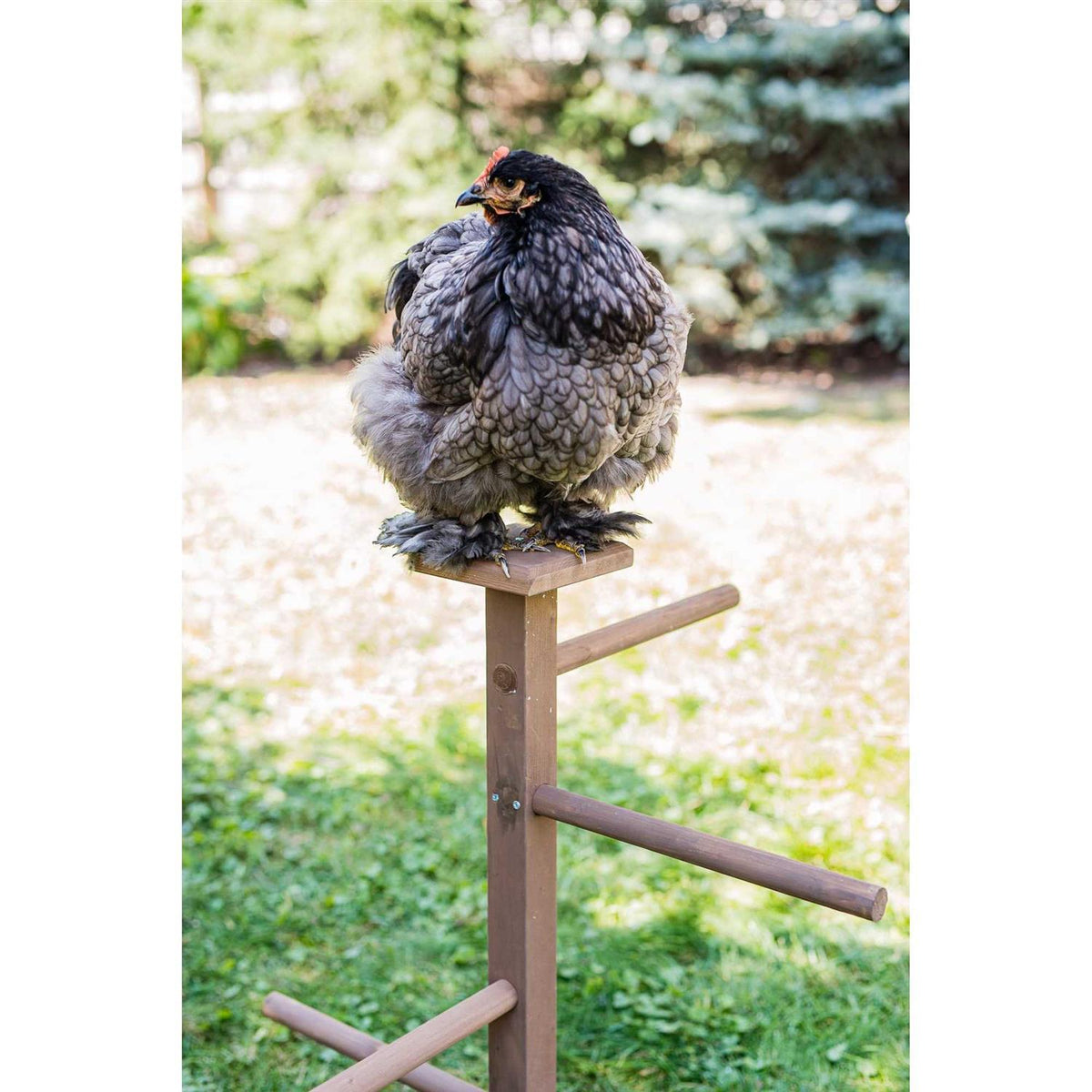 Double Roosting Perch R4274