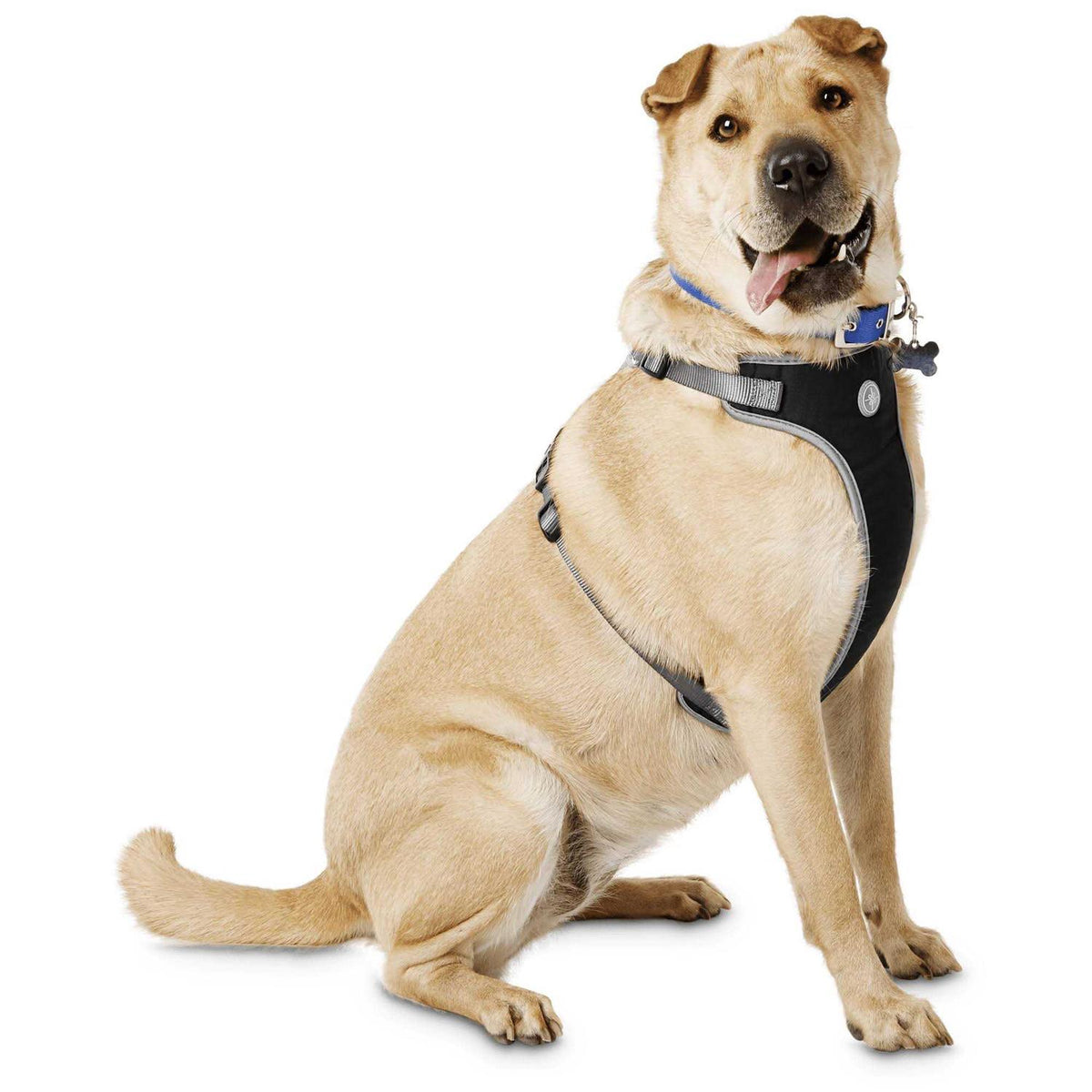 Black Dog Harness C58456