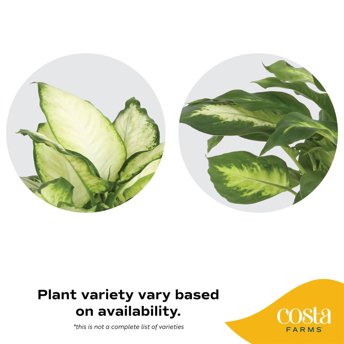 Live Indoor Dieffenbachia in 6in. Décor Pot N830026