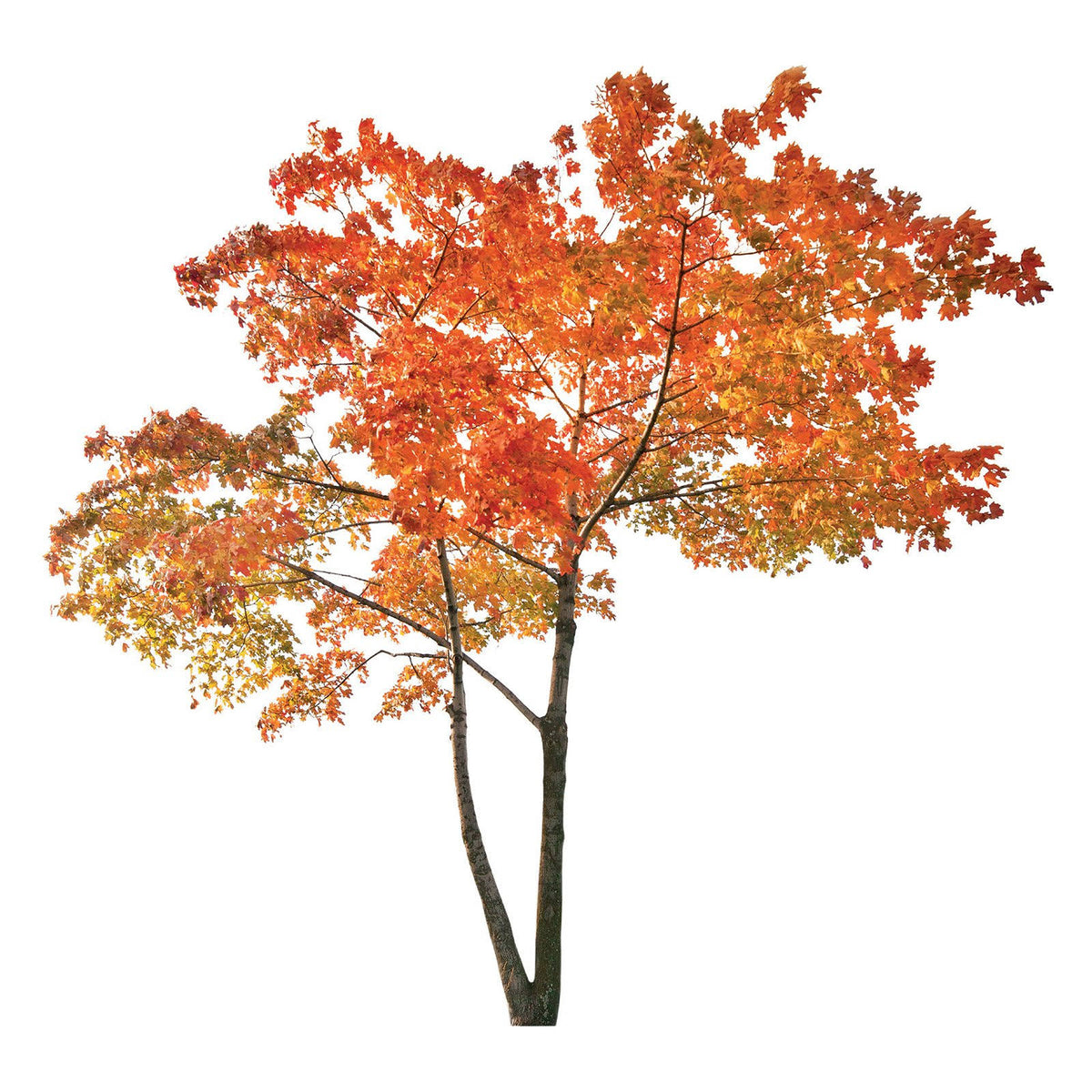 Orange Tree Wall Decals K81528