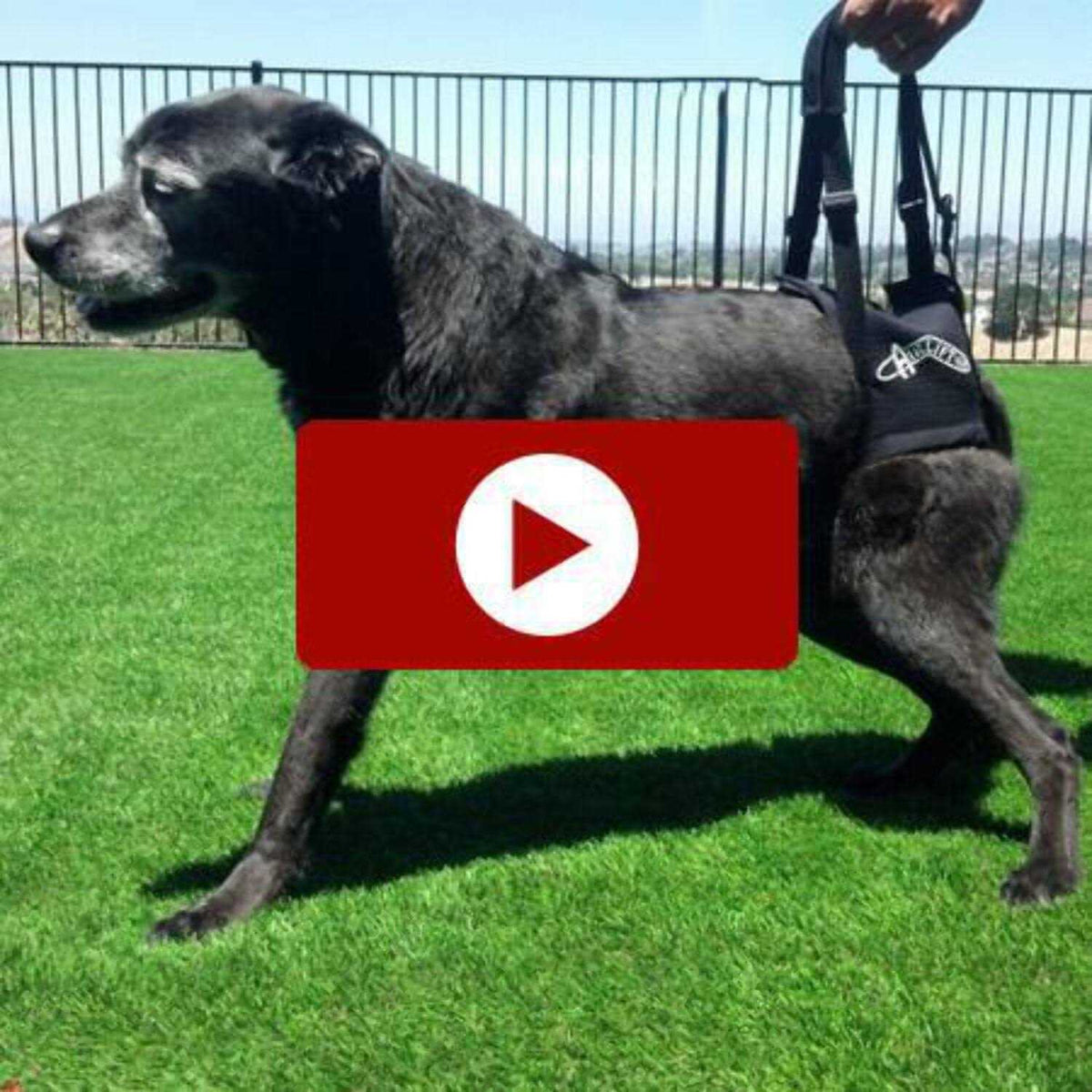 Support Harness K247382