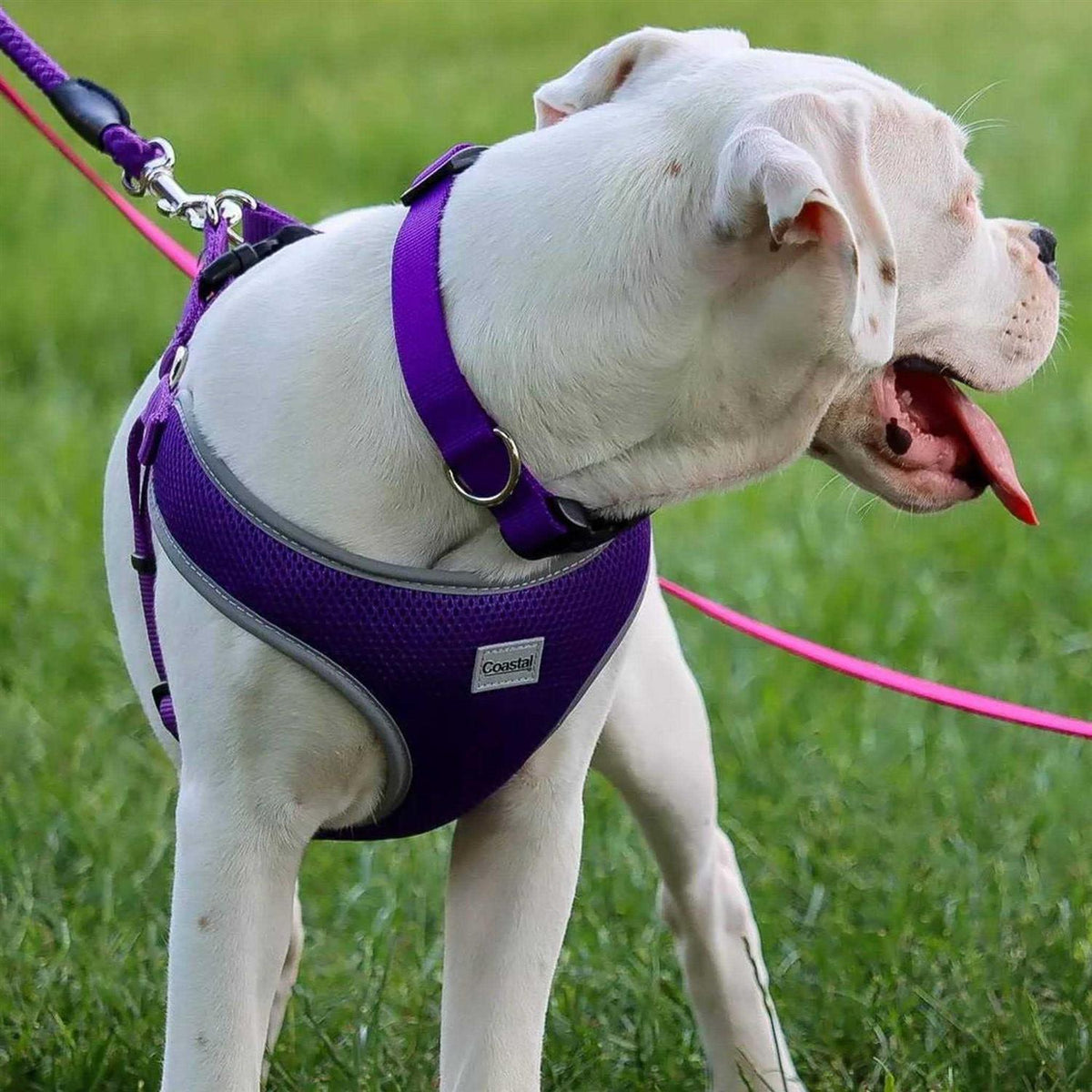 Adjustable Dog Harness E236