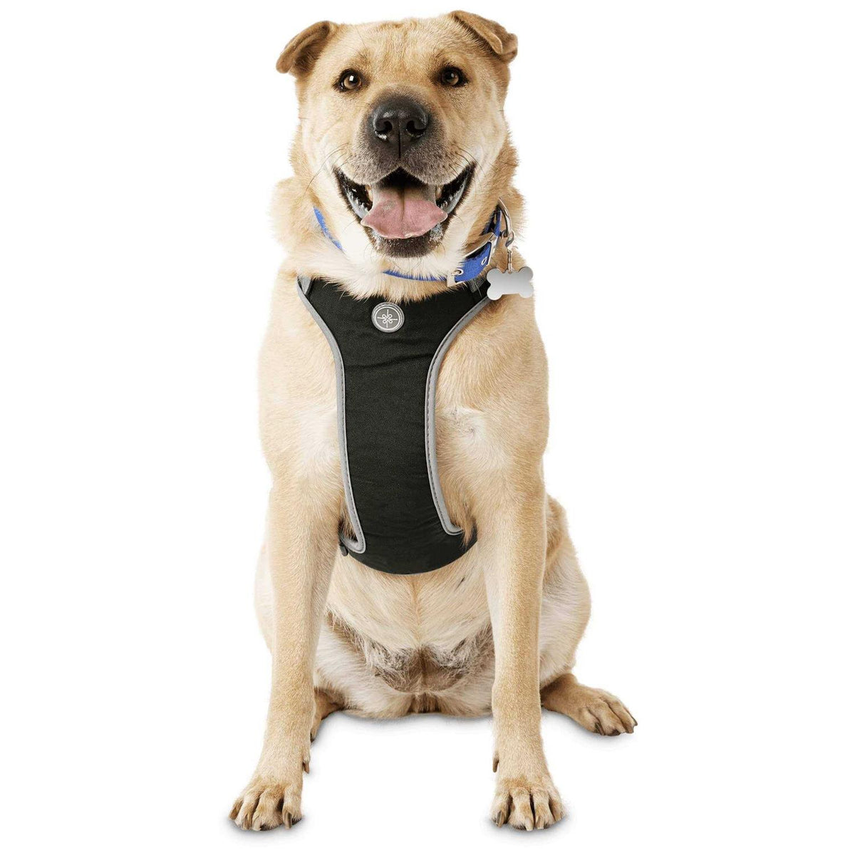 Black Dog Harness C58456