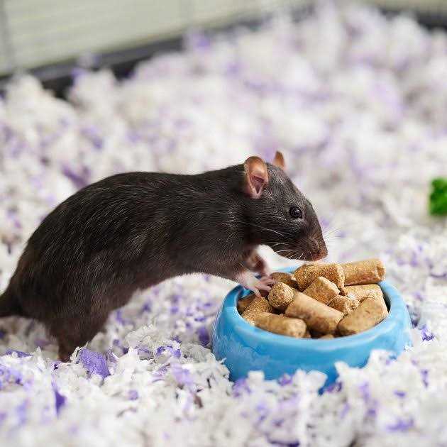 Rodent Diet Cubes Rats & Mice Food U528524