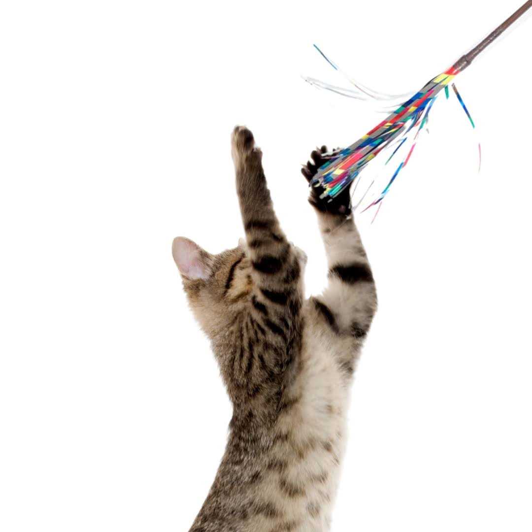 Cat Wand Toy F305
