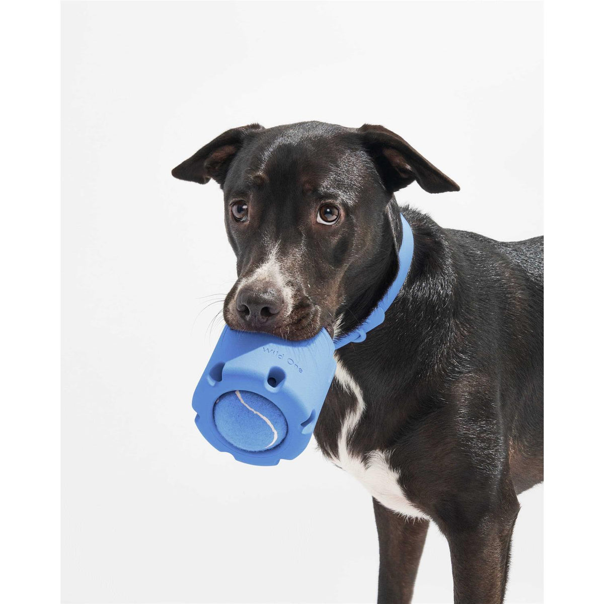 Dog Toy P82900