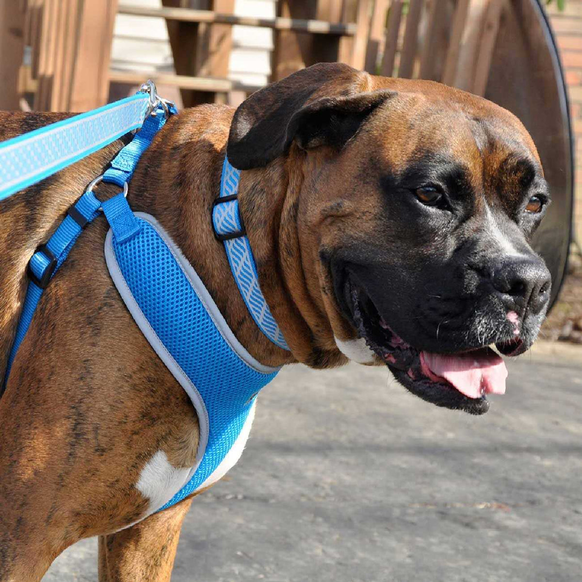 Adjustable Dog Harness E236
