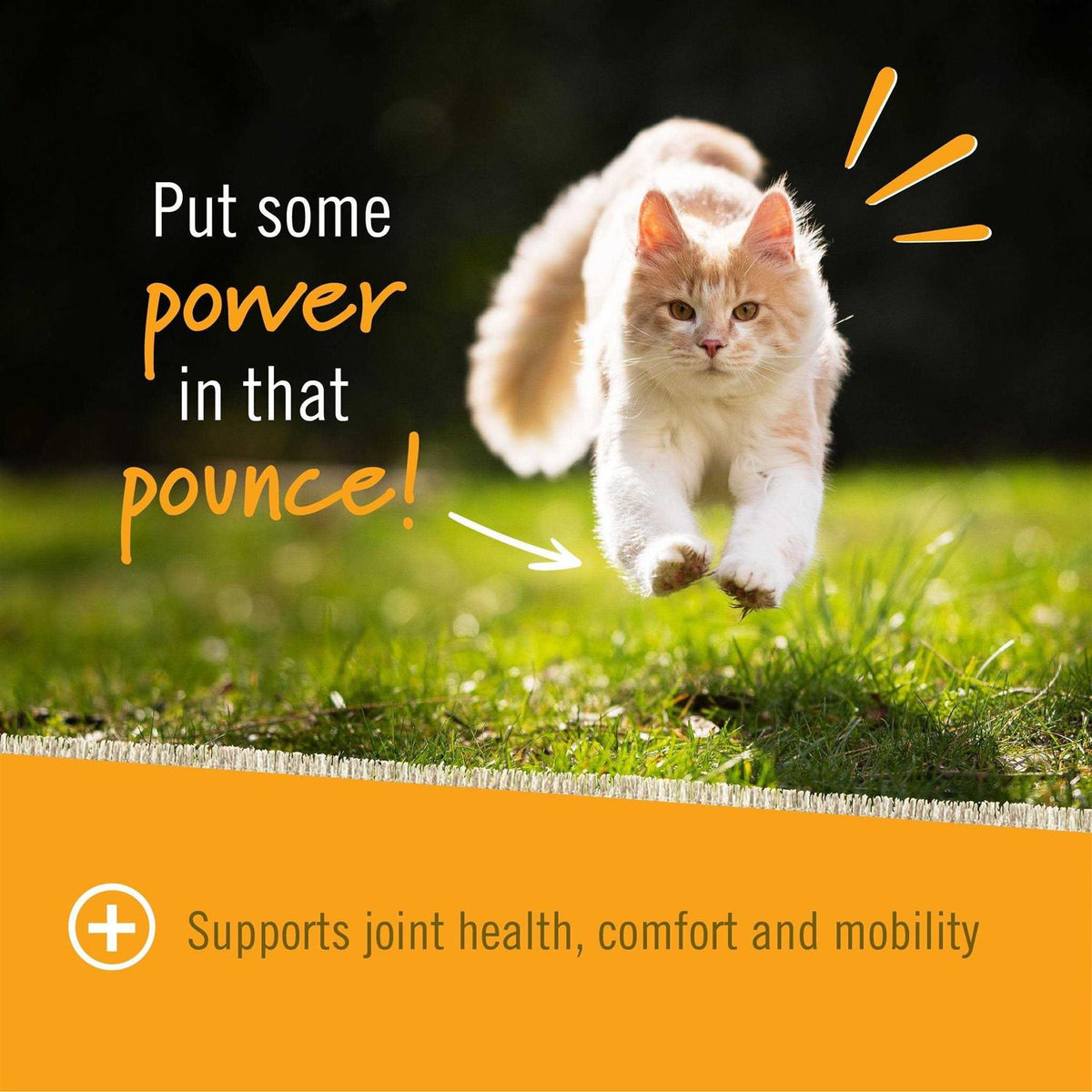 Hip + Joint for Cats Z14602