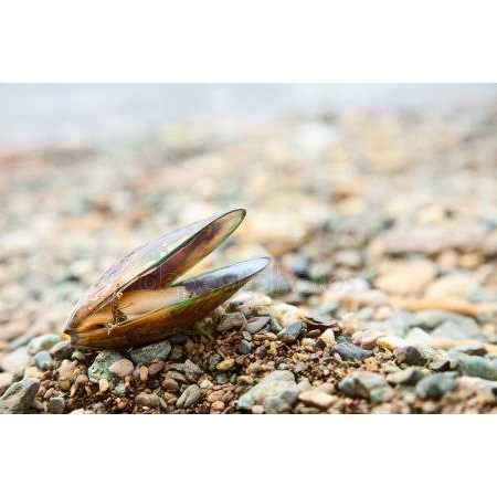 Green Lipped Mussel Omega 3 & 6 C10788
