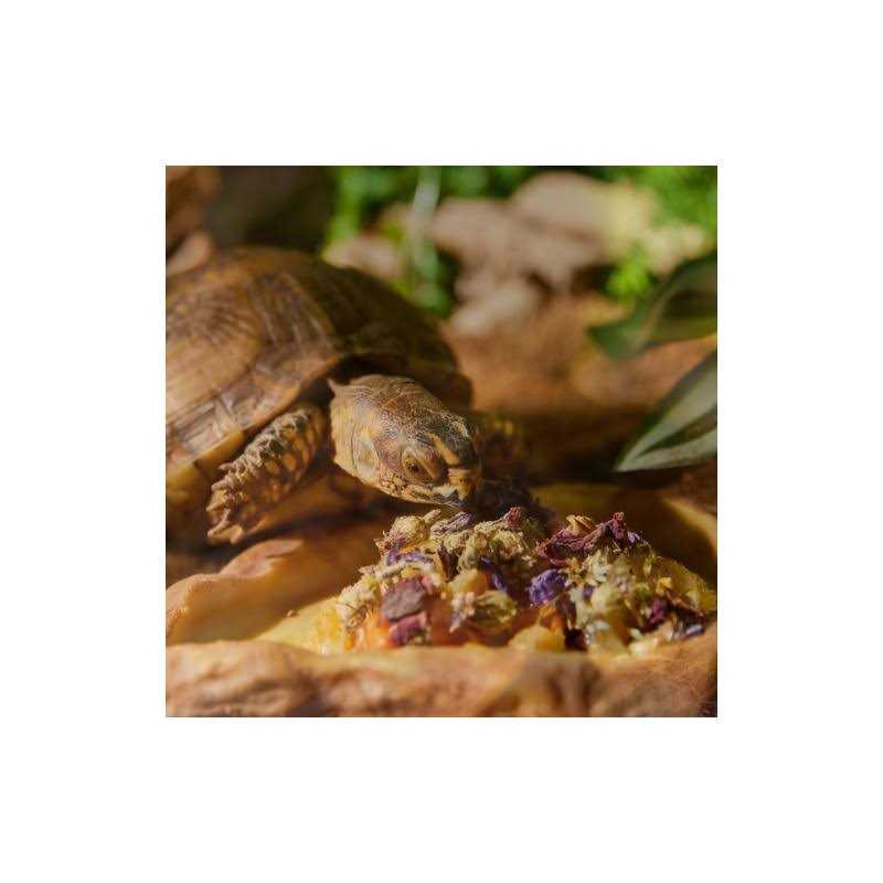 Tortoise & Box Turtle Food Topper J250824