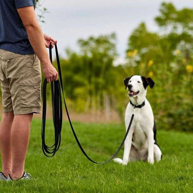 Training Leash P503596