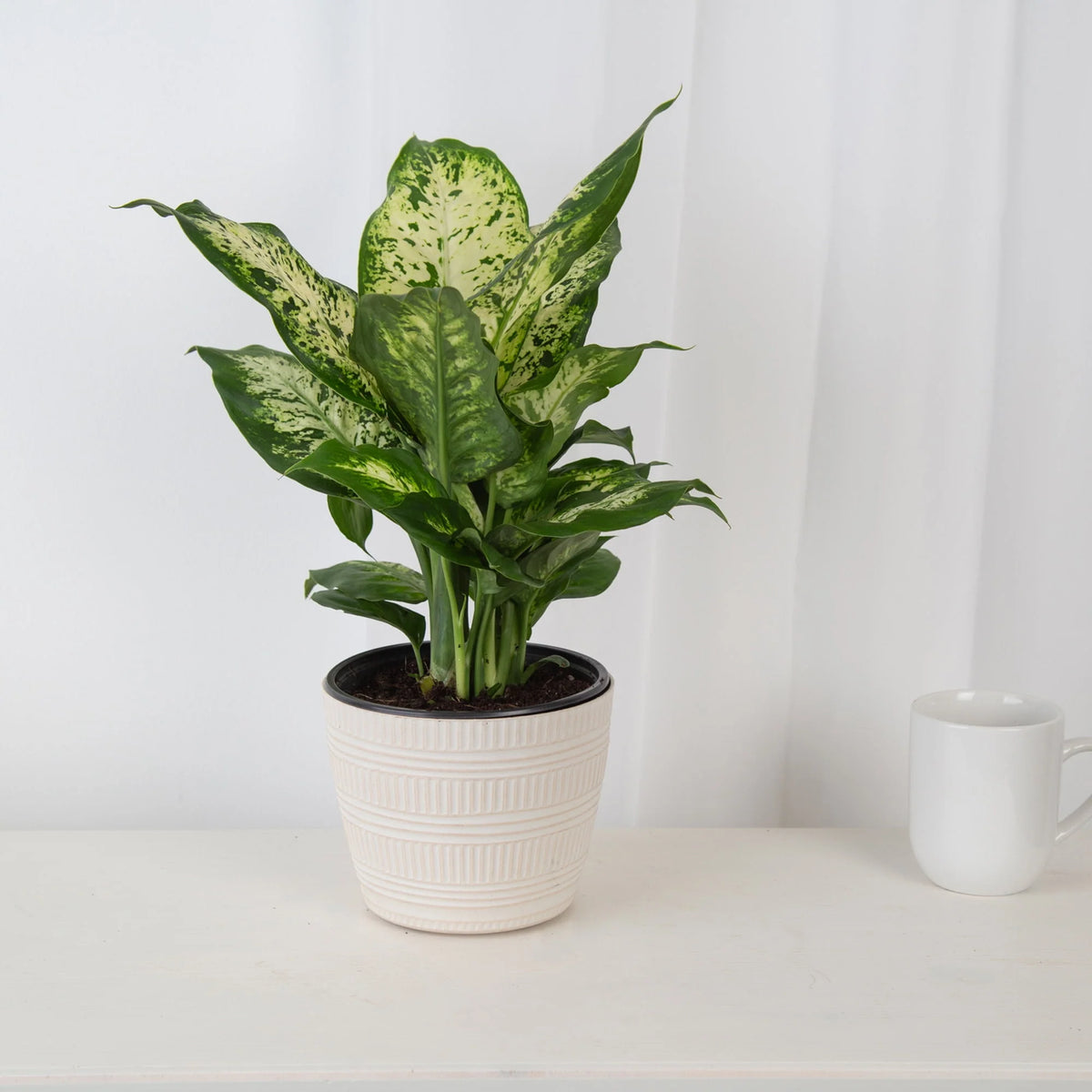 Live Indoor Dieffenbachia in 6in. Décor Pot N830026